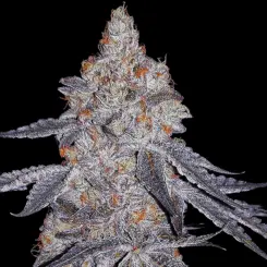 Banana Daddy R1 Cannabis Seeds by Ethos Genetics