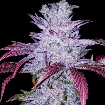 Early Lemon Berry RBX Cannabis Seeds by Ethos Genetics