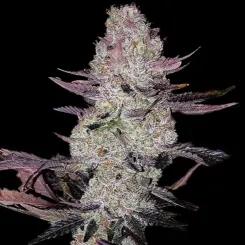 Grape Diamonds Cannabis Seeds by Ethos Genetics