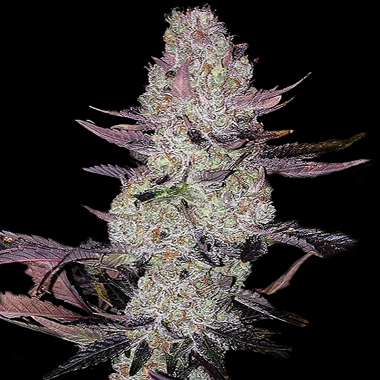 Grape Diamonds Cannabis Seeds by Ethos Genetics