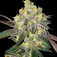 Candy Store R1 Cannabis Seeds by Ethos Genetics