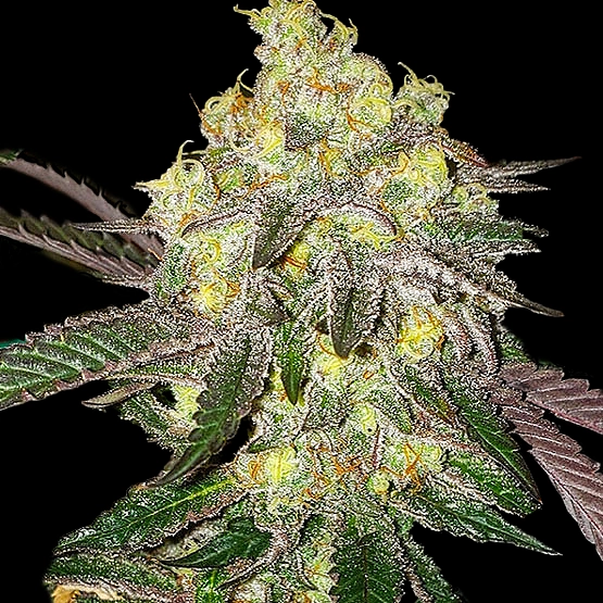 Candy Store R1 Cannabis Seeds by Ethos Genetics