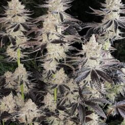 Ethos Genetics Ethos Cookies