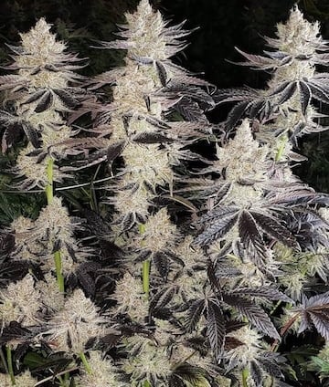 Ethos Genetics Ethos Cookies