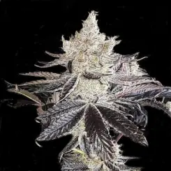 Ethos cookies r2 Cannabis Seeds by Ethos Genetics