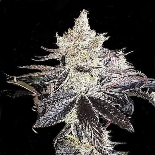 Ethos cookies r2 Cannabis Seeds by Ethos Genetics