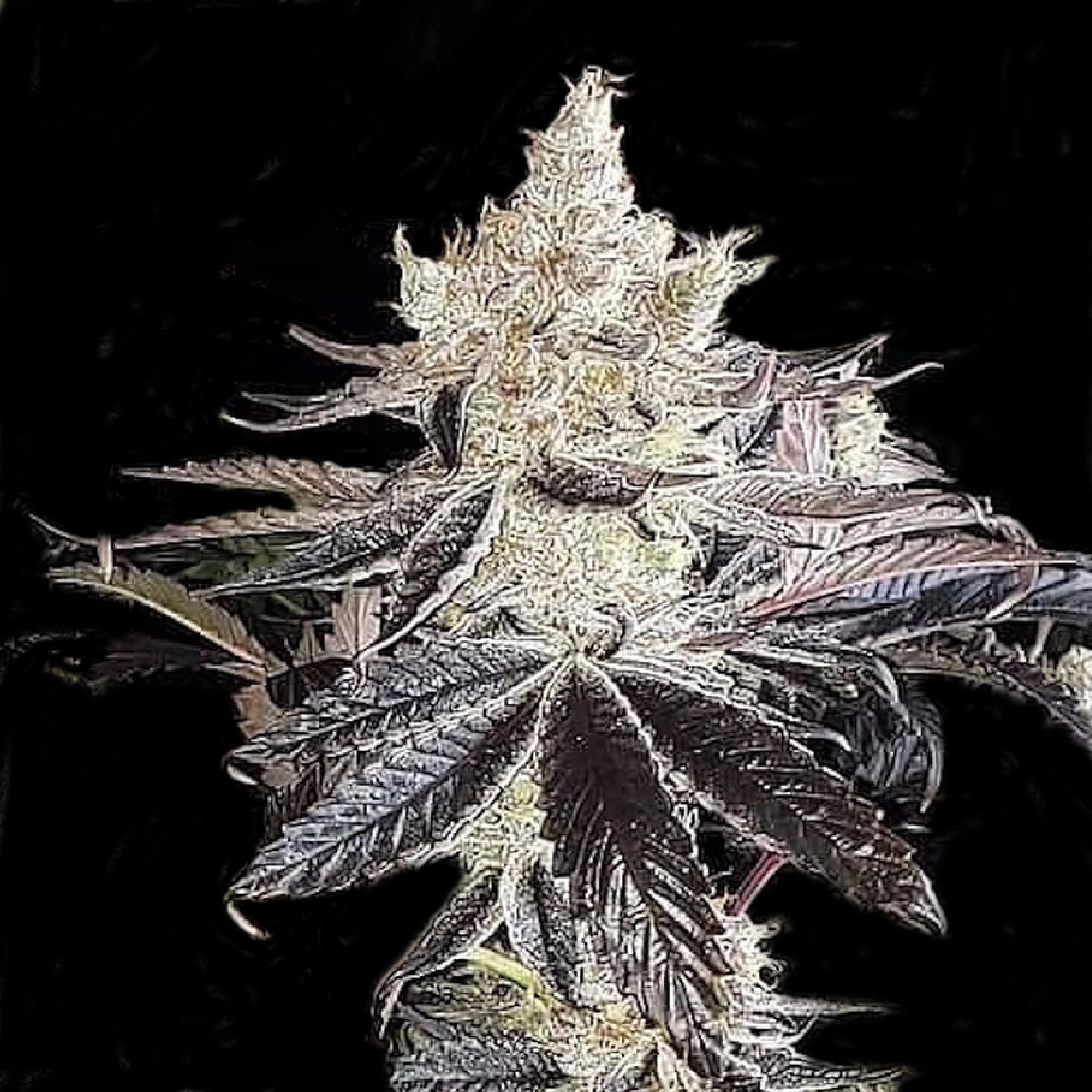 Ethos_Cookies_R2-cannabis-seeds-by-ethos-genetics1 Ethos cookies r2 Cannabis Seeds by Ethos Genetics