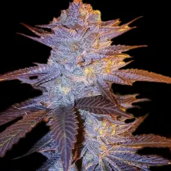Orange Velvet Underground RBX cannabis seeds by ethos genetics