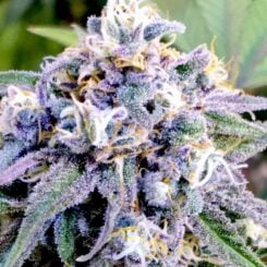 Diamondnugz Blue Sugar Haze