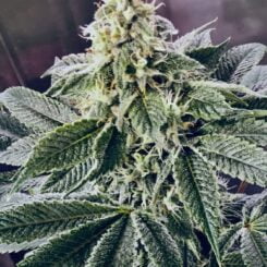 Diamondnugz Blueberry Snowdream