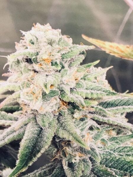 Diamondnugz Moon Man