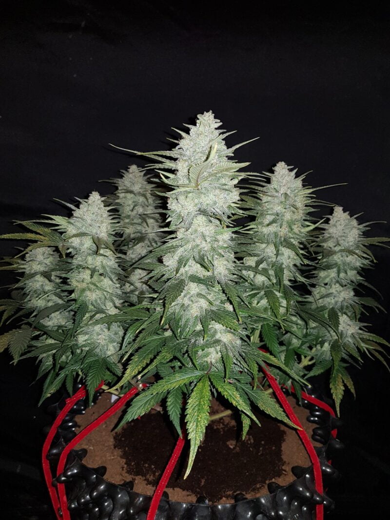 A potted Gelato Auto with several dense, resin-coated buds against a dark background.
