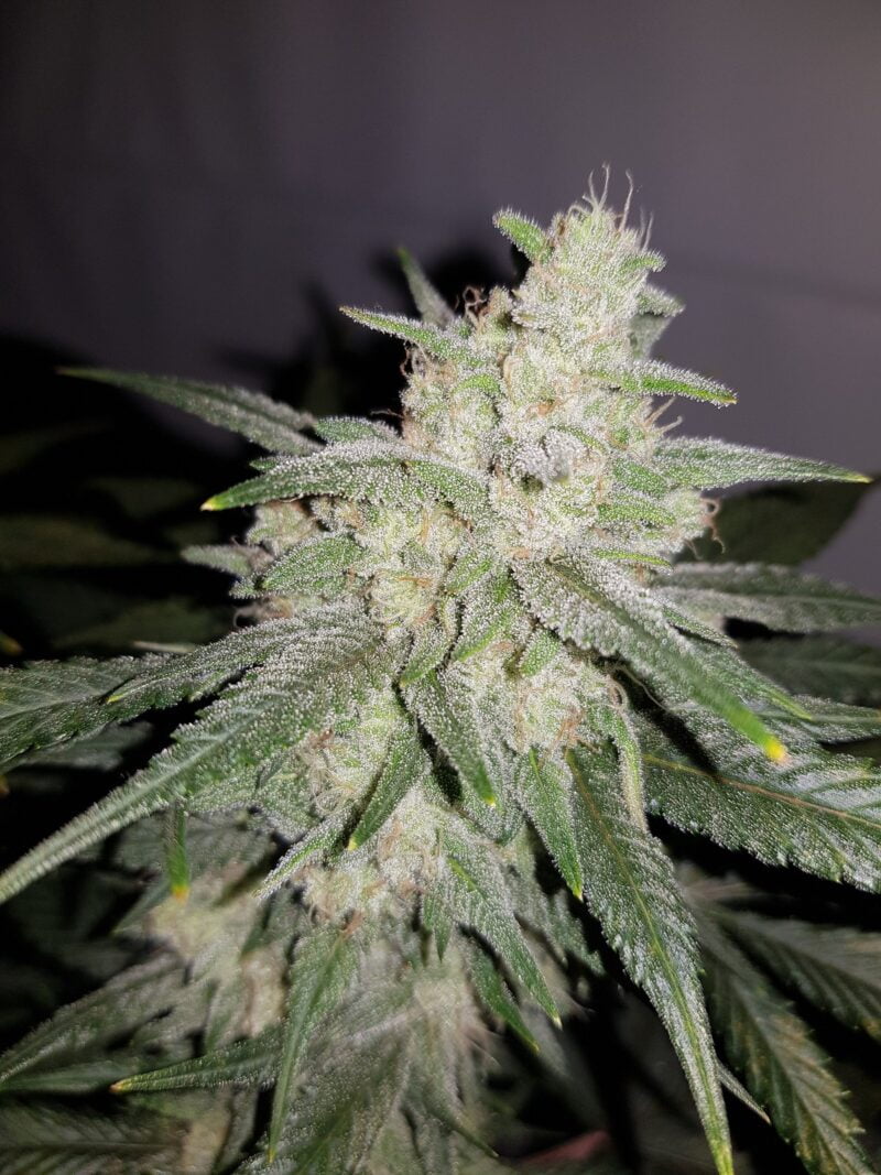 Close-up image of a Gelato Auto with dense, trichome-covered buds and green leaves.