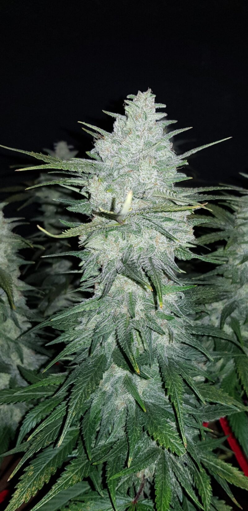 Close-up of a dense Gelato Auto cannabis bud covered in trichomes with surrounding green leaves. The black background accentuates the main subject.