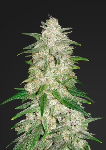 Gelato Auto FastBuds
