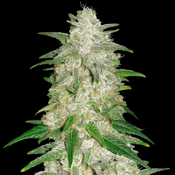 Gelato Auto Cannabis Seeds by Fastbuds