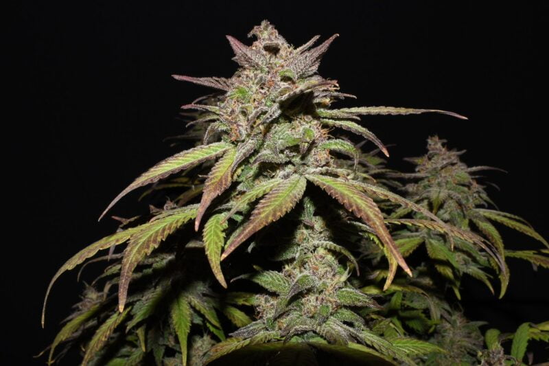 Close-up of the Smoothie Auto cannabis plant with dark green and purple leaves against a black background. The buds are thick, frosty, and covered in trichomes.