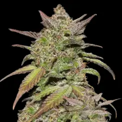 Smoothie Auto Cannabis Seeds by Fastbuds