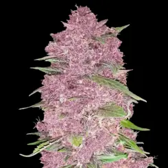 Purple Lemonade Cannabis Seeds by Fastbuds