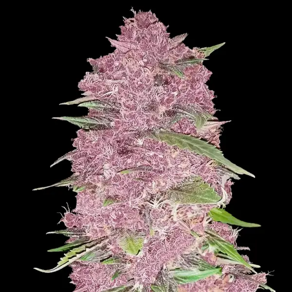 Purple Lemonade Cannabis Seeds by Fastbuds