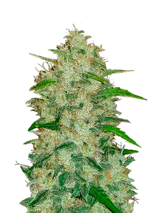 Original Chemdawg Auto
