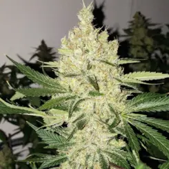 Super Lemon Haze F5 Cannabis Seeds by Ethos Genetics