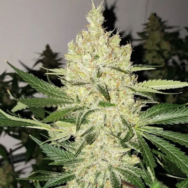 Super Lemon Haze F5 Cannabis Seeds by Ethos Genetics