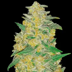Original AK Auto Cannabis Seeds by Fastbuds