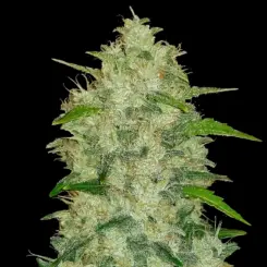 Original Chemdawg Auto Cannabis Seeds by Fastbuds