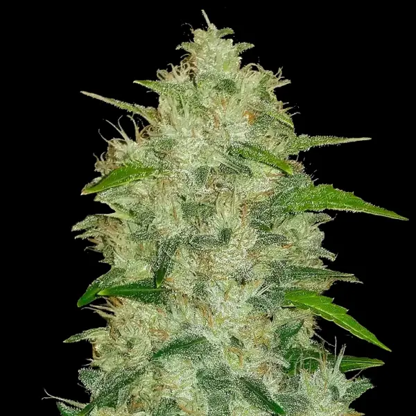 Original Chemdawg Auto Cannabis Seeds by Fastbuds