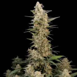 Original Critical Auto Cannabis Seeds by Fastbuds