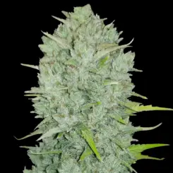 Original Northern Lights Auto Cannabis Seeds by Fastbuds