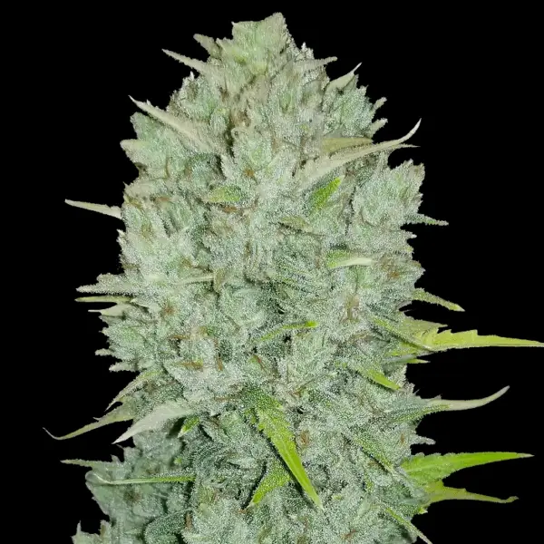 Original Northern Lights Auto Cannabis Seeds by Fastbuds