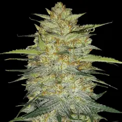 Orignal Auto OG Kush Cannabis Seeds by Fastbuds