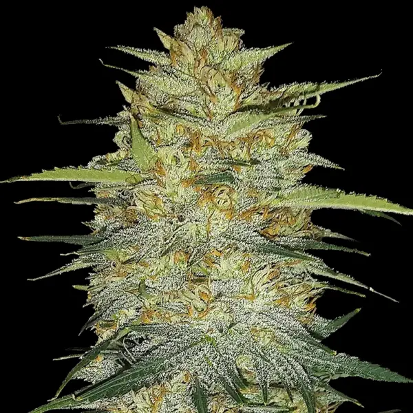 Orignal Auto OG Kush Cannabis Seeds by Fastbuds