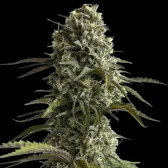 Original Auto Skunk Cannabis Seeds by Fastbuds