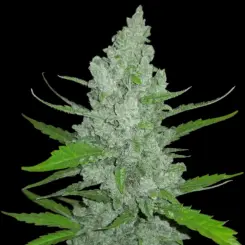 Original Auto Sour Diesel Cannabis Seeds by Fastbuds