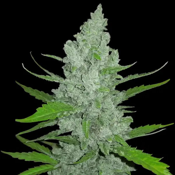 Original Auto Sour Diesel Cannabis Seeds by Fastbuds