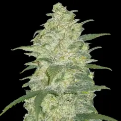 Original Auto White Widow Cannabis Seeds by Fastbuds