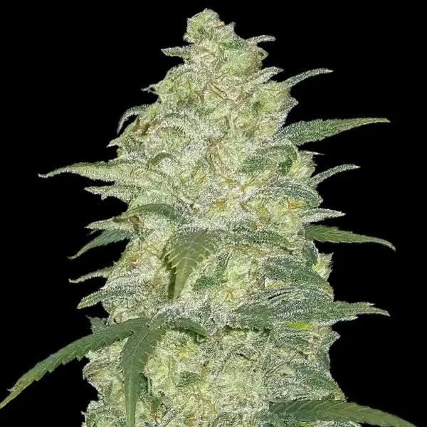 Original Auto White Widow Cannabis Seeds by Fastbuds