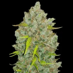 Original Bubblegum Auto Cannabis Seeds by Fastbuds