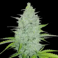 Original Cheese Auto Cannabis Seeds by Fastbuds
