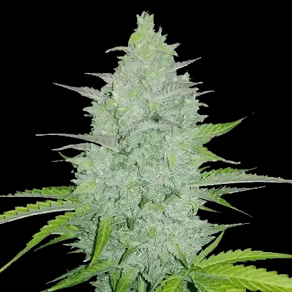 Original Cheese Auto Cannabis Seeds by Fastbuds