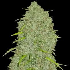 Original Jack Here Cannabis Seeds by Fastbuds