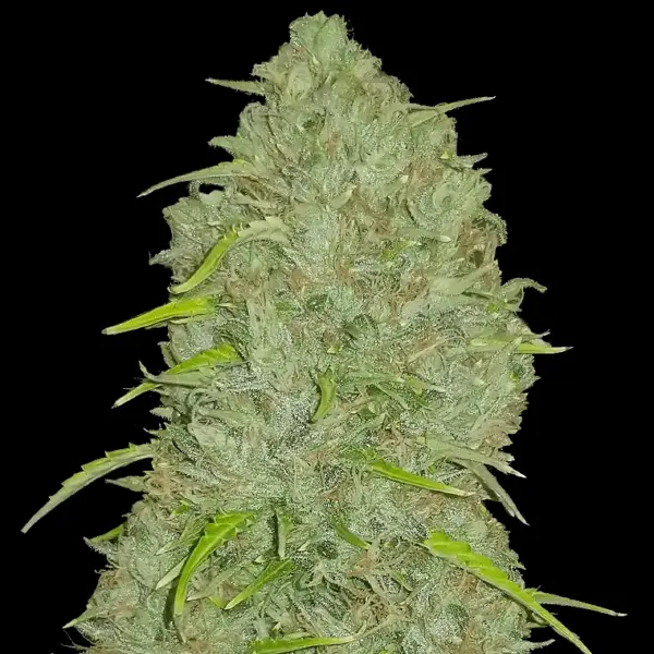 Original Jack Here Cannabis Seeds by Fastbuds