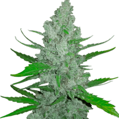 Original Auto Sour Diesel FastBuds