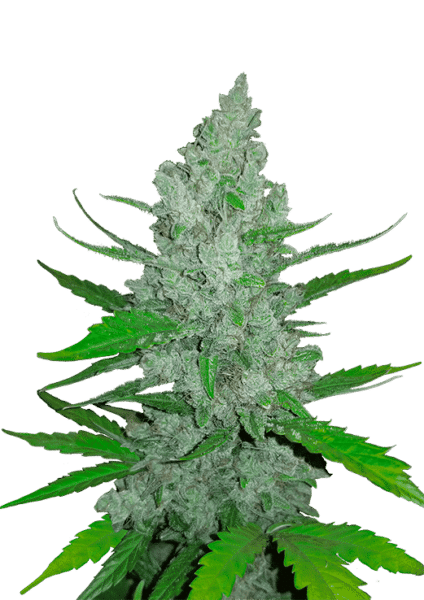 Original Auto Sour Diesel FastBuds