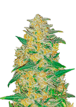 Original AK Auto FastBuds