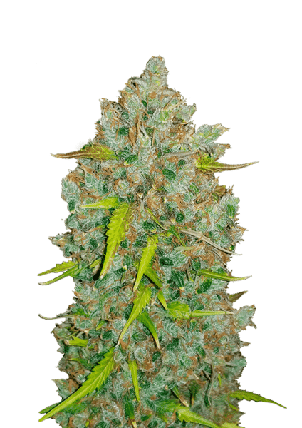 Original Auto Bubblegum FastBuds