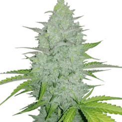 Original Auto Cheese FastBuds